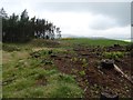 Felled area on Mount Hill in KY15 7FA