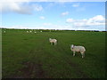 Sheep grazing, Mutton Hill in SA72 4SR