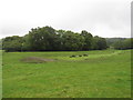 Path through a field, near Godstone in RH9 8BP