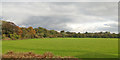 Field south of Stobhill in NE61 2TX