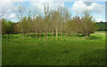 Young wood by New Road in BA22 9PX