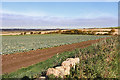 A Field of Brassicas in EH41 4LS