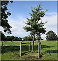 Memorial tree, Paythorne in Paythorne