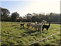Field of Alpacas in Aunsby and Dembleby