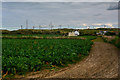 Phillack : Crop Field in TR27 5AF