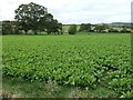 Arable crop, between Aimbank and Faugh Head in CA4 9AS
