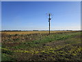 Electricity pole by Morton North Drove in PE10 0XJ