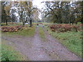 Junction of woodland tracks near to Cloak House in AB31 4PR