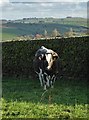 Cow by a wall near Malbon House Farm in ST13 7TD