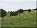 Trees in a sloping field near Timbercombe in GL53 8PA