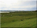 Sheep Grazing, Northampton Washlands in NN3 3QE
