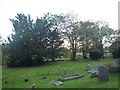 Trees at St. Mary's Church (Clifford) in HR3 5EY