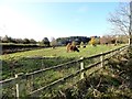 Highland cattle at Lintzford in NE39 1LY