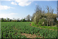 Edge of a field of beans in CM3 2QZ