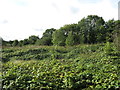 Scruffy vegetation by Mount Vernon Hospital in UB9 6PY