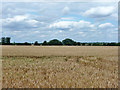 Wheat field west of Blackmore Road in CM4 0PY