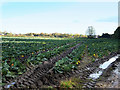 Cabbages Growing near Rainford in WA11 8GP
