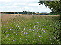 Patch of Field Scabious in CM1 4LH