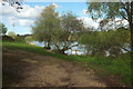 Trees by Sutton Bingham Reservoir in Closworth