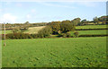 Grazing near Lamphey in SA71 5NW