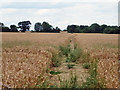 Path across wheat field in CM1 3RZ