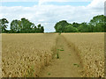 Path across wheat field in CM1 4UA