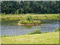 Small island in pond in CM1 4TZ