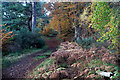 Track towards Black Bridge in Balblair Wood in IV4 7BH