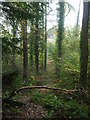 The leafy path down to Woolmers Farm in BS40 5PW