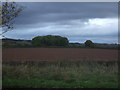 Field and woodland near Moreton on Lugg in HR4 8FJ