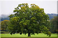 Fine oak tree in NP16 6BX