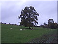 Grazing near Ludford in SY8 4DS