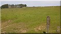 Grassland near Birtley in NE48 3HL
