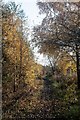 Autumn walk along the Kingdom of Fife Railway in KY8 2AU