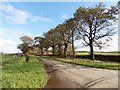 Avenue of trees at Quince Cross in EX36 4PP