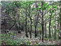 Woodland west of Potter Street Hill in HA5 3XY
