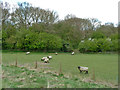 Sheep, Dunton Wayletts in CM13 3SH