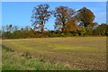 Trees and hedgerow beside the B3400 in SP11 6LP