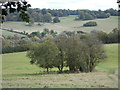 Clump of trees on the grassy slopes near to Great Gaddesden. in HP1 3BS