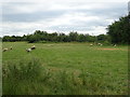 Sheep grazing near the River Thames in SN6 6PN