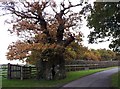 Hollow oak tree, Whitehouse Lane in GL8 8XF