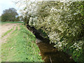 Brook near Little Bladen's Wood in CM13 1RZ