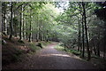 Forest path, Kirkhill Forest in AB21 0TT