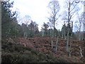 Bracken and birches at Muir of Dinnet in AB34 5NB