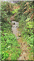 Stream occupying path near Frogmore Creek in TQ7 2AW