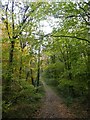 Track through Woodbury Wood in EX5 1EA