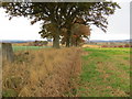 Fence and trees separating arable fields in PH13 9EL