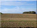 Arable field west of Monument Lane in PO17 6AN