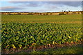 Sunlit root crop below Botley's Farm in SP6 2DP