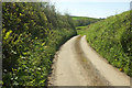 Lane near Sideham in EX31 3JY